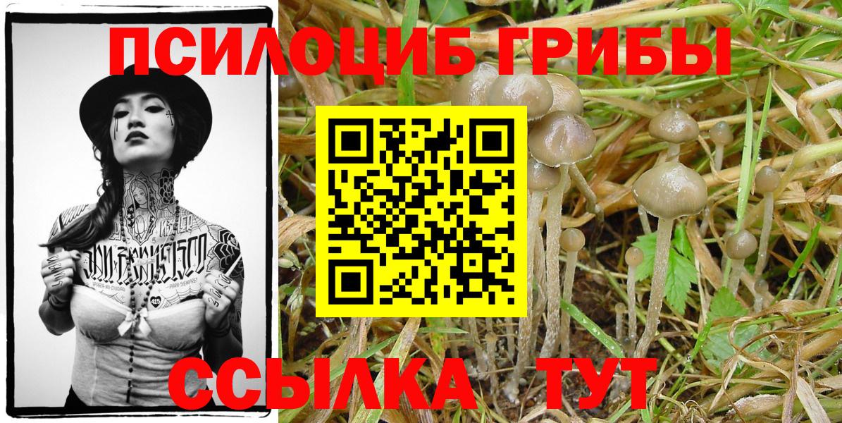 Тулун  Псилоцибиновые грибы Psilocybine cubensis  Вход с VPN 